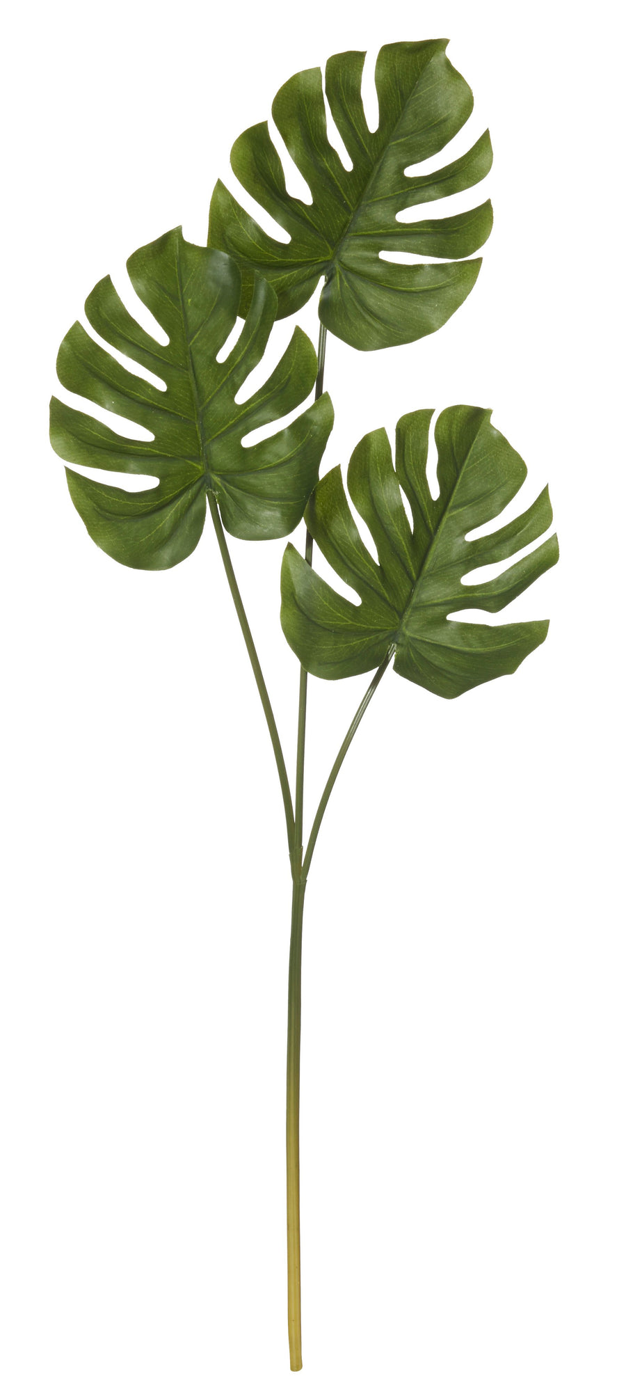 Monsteria Leaf Stem