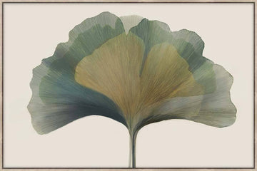 Ginkgo 80X120 - PICK UP ONLY
